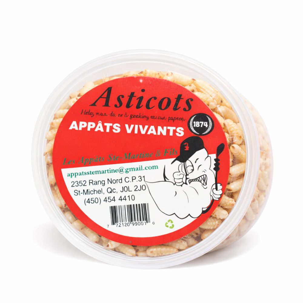 Asticots - appâts vivants