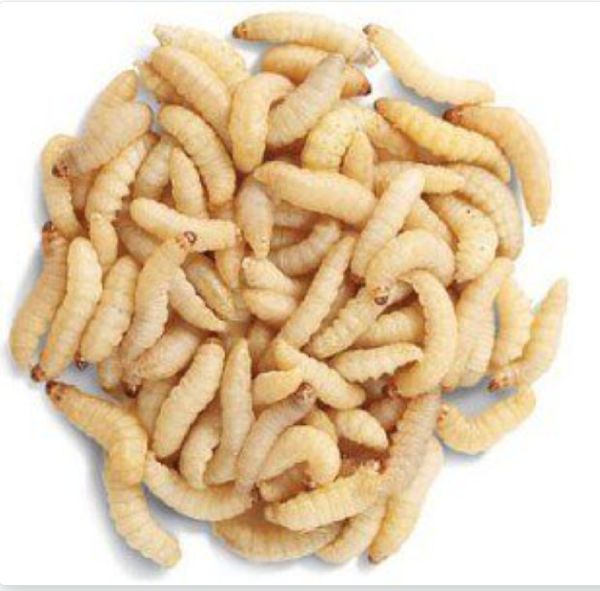 asticots