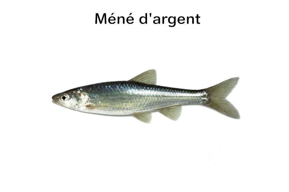 ménés d'argent