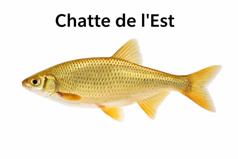 ménés de chatte de l'est