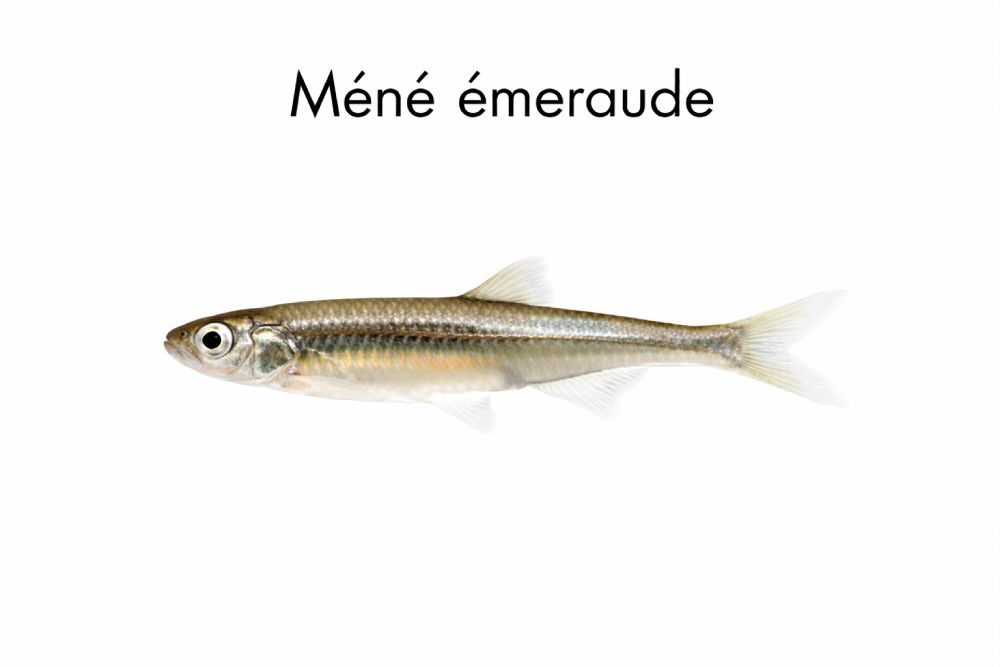 ménés d'émeraude